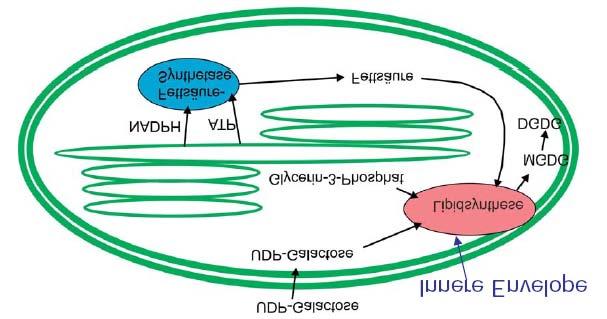 Lipidsynthese: Bei der Synthese von Lipiden muss man unterscheiden zwischen der Synthese von Membranlipiden, bei denen es sich um Diacylglyceride mit polarer Kopfgruppe handelt, und der Synthese von