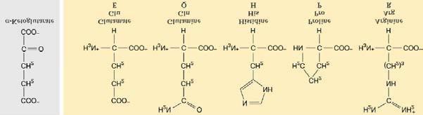 So aktiviert Nitrat die PEP-Carboxylase, welche aus Phosphoenolpyruvat Oxalacetat synthetisiert, das nun