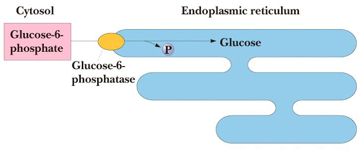 Glucose-6-Phosphatase Das Vorhandensein der G-6-Phosphatase im endoplasmatischen Retikulum (ER) von Leber und Niere macht die Gluconeogenese erst möglich.
