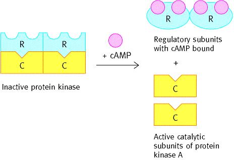 Aktivierung der Proteinkinase A durch camp camp bindet an die regulatorische Untereinheit