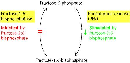 Fructose-2,6-bisphosphat ist ein wichtiger allosterischer Regulator der Glykolyse und Gluconeognese Fructose-2,6-bisphosphat