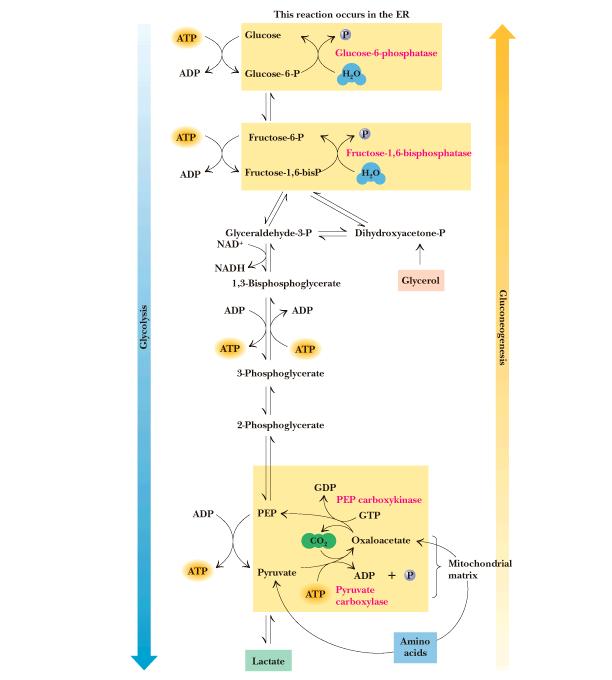 Substrate der Gluconeogenese treten in den Stoffwechselweg ein als Lactat (Cori Zyklus) Glycerol