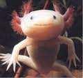 Axolotl verbringen ihr gesamtes Leben als Larve und scheinen nie erwachsen zu werden. Erklären Sie diesen Sachverhalt und stellen Sie einen Bezug zur Abbildung 7 her!