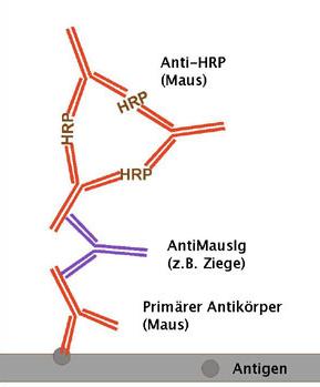 Methoden: Beispiele für enzymgekoppelte Färbung PAP-Methode APAAP-Methode