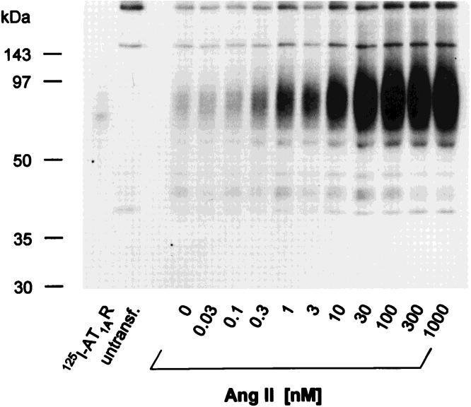Desensitisierung und Phosphorylierung von GPCR Beispiel: Angiotensin II Rezeptor: Ligand: Angiotensin II Funktion: