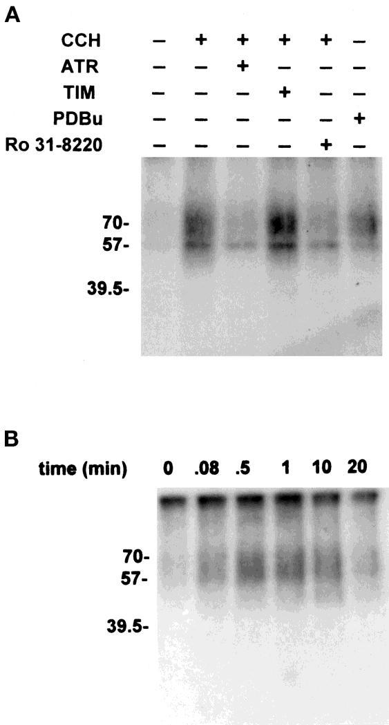 Heterologe Rezeptor Desensitisierung und Phosphorylierung Beispiel: ß2-adrenerger- und M3-muscarinischer Rezeptor Ligand: ß2-AR: Isoproterenol M3-R: Carbachol G-protein: ß2-AR: Gs, camp M3-R: Gq,