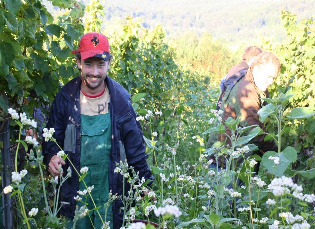 Weinanbau Biologisch-organischer Weinbau Förderung der Vielfalt Rebstock