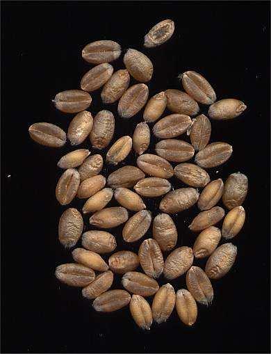 Abb. 1: Weizen (Triticum aestivum) Die Poaceae sind innerhalb der Einkeimblättrigen Pflanzen stark abgeleitet und stehen auf hohem evolutionärem Niveau.