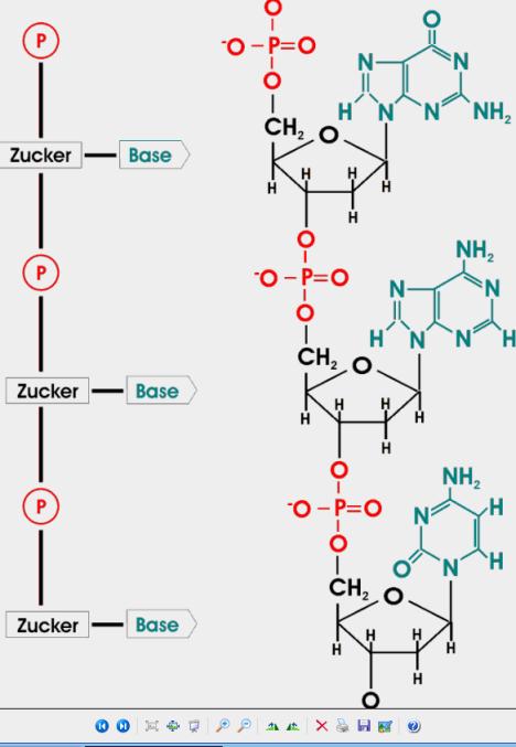 Ein Zuckermolekül, eine Phosphatgruppe und eine Base bilden ein Nukleotid. Die DNS ist daher ein Polynukleotid.