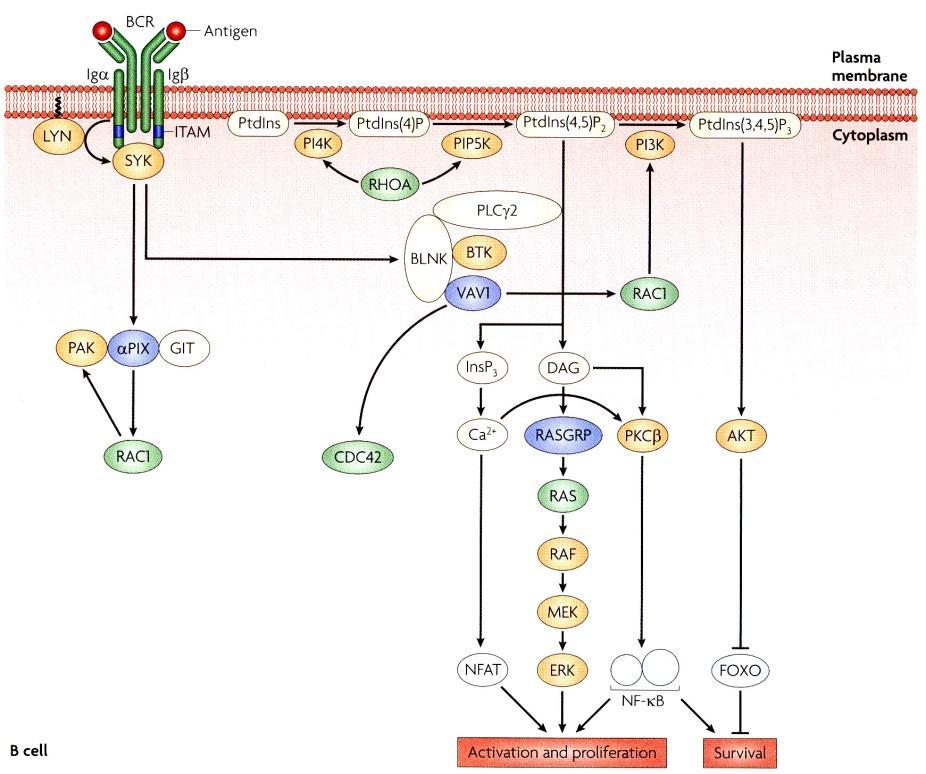 TCR vs. BCR both figures Tybulewicz and Henderson, Nature Rev. Immunol.