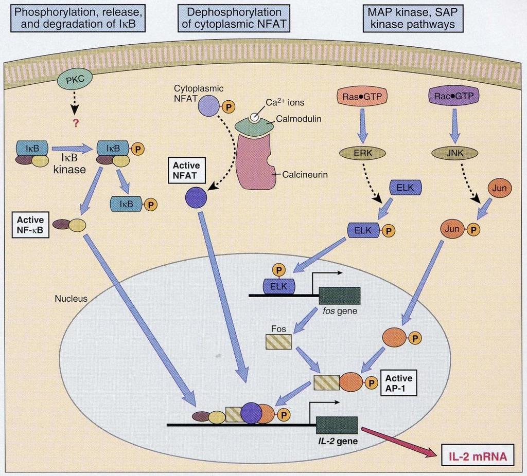 IL-2 Genregulation Sehen Sie dass bis zu 4 Signalwege erforderlich sind, um IL-2 Expression zu erhalten? PKC aktiviert auf einem nicht völlig verstandenen Weg NF- B. Ca ++ /Calcineurin aktiviert NFAT.