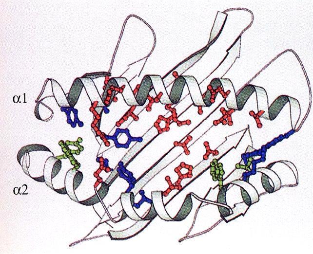 Proteinkomplex mit gebundenem Peptid.