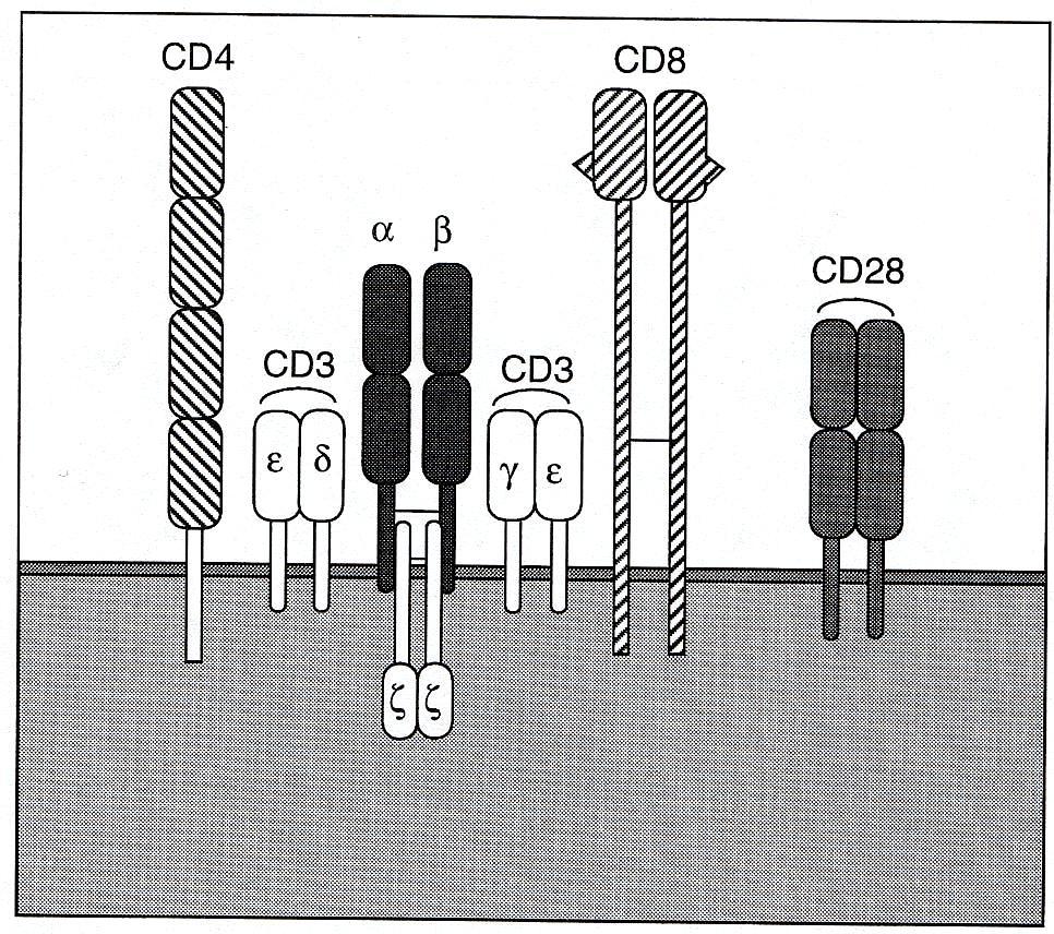 II-Bindung CD8: MHC I-Bindung CD28: Cosignal, erforderlich für T-Zell- Aktivierung.