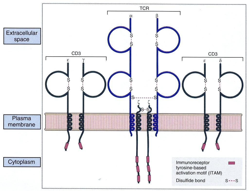 CD3 und der -Dimer enthalten intrazellulär konservierte tyrosinhaltige Motive (ITAM) die für die Signalübertragung