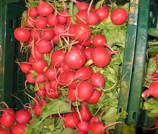 Produkt: Gemüse, Kräuter und Blumen der Saison Radieschen sind kleine Wunderdinger gegen allerlei