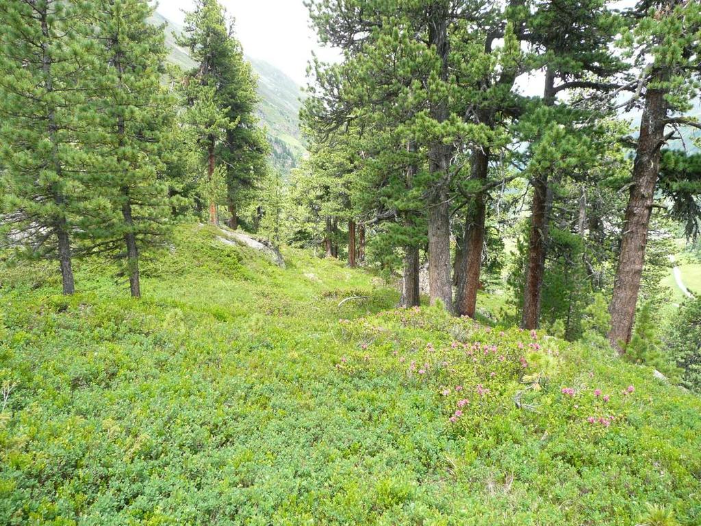Abb. 7: Blick in den Obergurgler Zirbenwald mit reichlich Zwergsträuchern im Unterwuchs (Foto: Reidl 2013) Im Obergurgler Zirbenwald kommen sowohl sehr alte Exemplare von Pinus cembra (mehr als 300