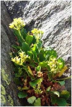 Zu den weiteren Felsspaltenelementen zählte Primula hirsuta (Primulaceae), eine kalkmeidende mit zahlreichen Drüsenhaaren versehene Art und Juncus trifidus (Juncaceae) wuchs an ausgesetzten