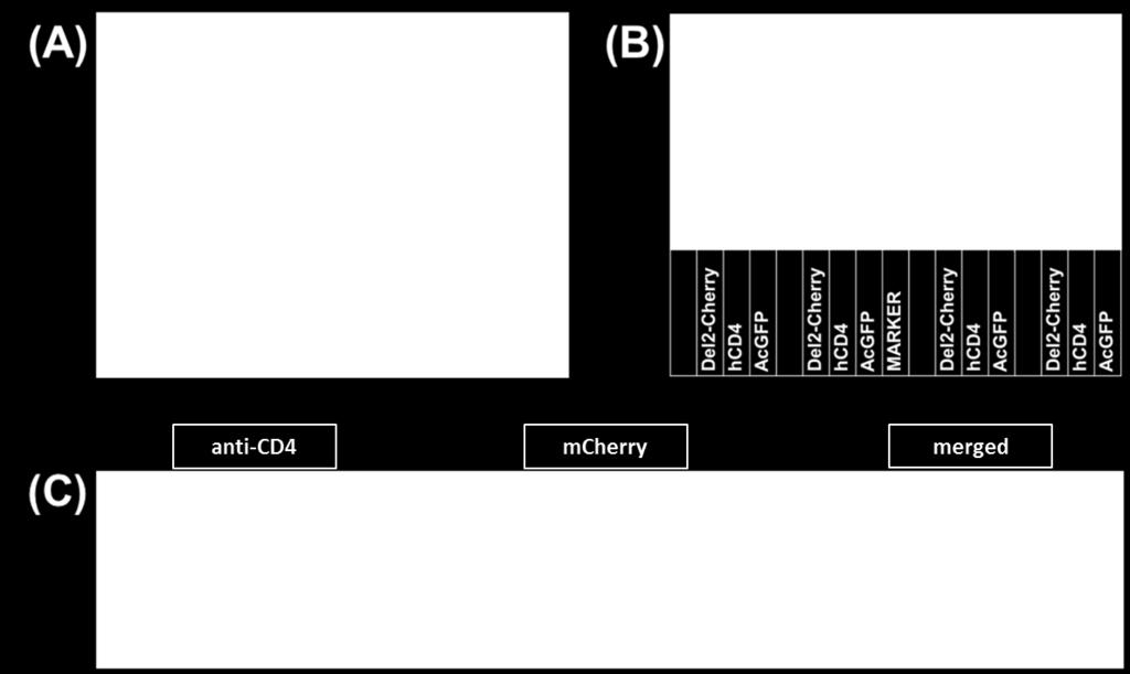 Nach fünf Plaque- Reinigungen konnte die Homogenität von D1701-V-CD4-P2Cherry über PCR-Analysen sichergestellt werden. (B) Exemplarische PCR-Analysen nach der vierten Plaque-Reinigung.