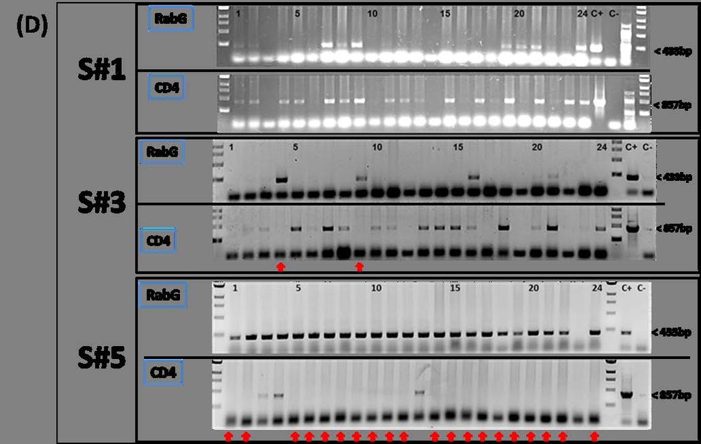Zusammenfassung der Ergebnisse Abb. 10: MACS-basierte Selektion der Rekombinanten D1701-V-RabG-P2Cherry. (A) Schematische Darstellung des Versuchsaufbaus.