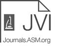 A New Rabies Vaccine Based on a Recombinant Orf Virus (Parapoxvirus) Expressing the Rabies Virus Glycoprotein Ralf Amann, a * Jörg Rohde, a * Ulrich Wulle, a * Douglas Conlee, b Rudiger Raue, c