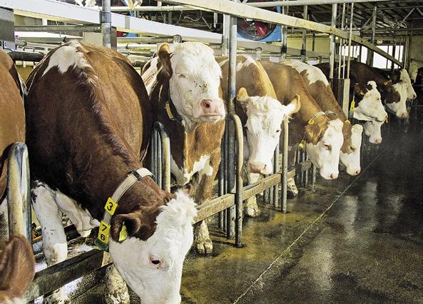Bei Herden ab 100 Kühen sollte man einen Schnellaustrieb vorsehen. Fotos: Dorsch, Dlouhy 10 Tipps für schnelles Melken Die Melkdauer hängt von vielen Faktoren ab.
