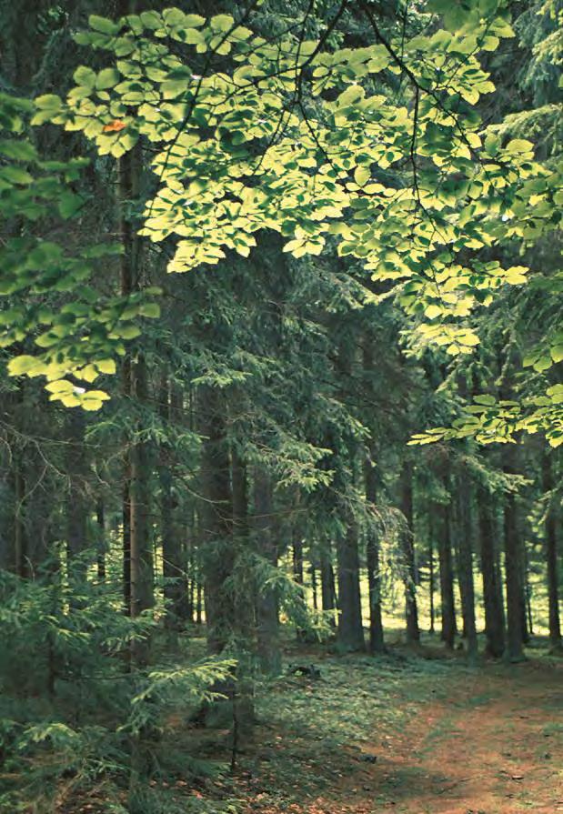 Nachhaltigkeit - eine Erfindung der Forstwirtschaft. Bereits vor rund 300 Jahren hielt der Begriff der Nachhaltigkeit Einzug in die Forstwirtschaft.
