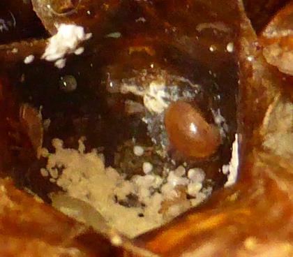 Haemolymphe (= das Blut der Biene) Milbe mit Kothäufchen in