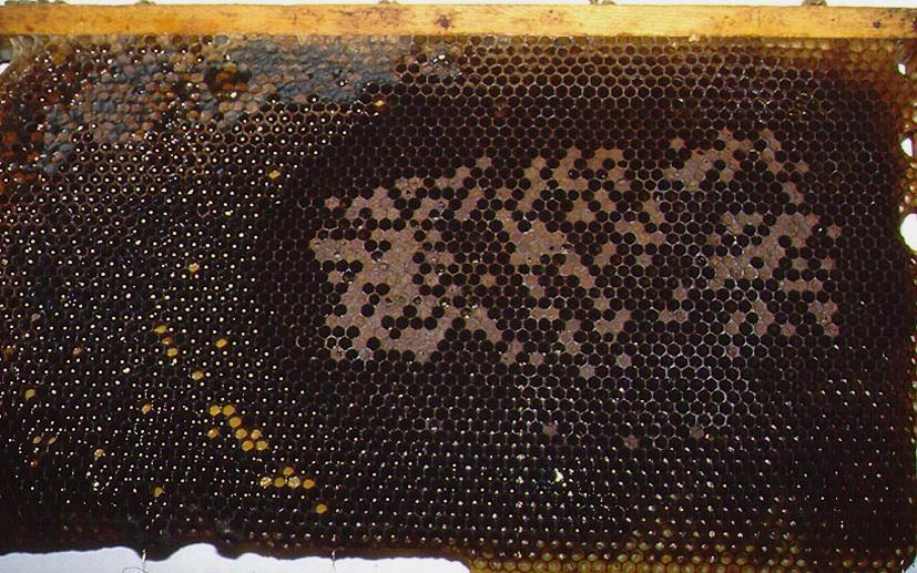 Varroa Schaden am Bienenvolk Bienenvolk kann gewisse Anzahl von Varroamilben tolerieren, ohne dass Krankheitssymptome primärer oder sekundärer Art auftreten.
