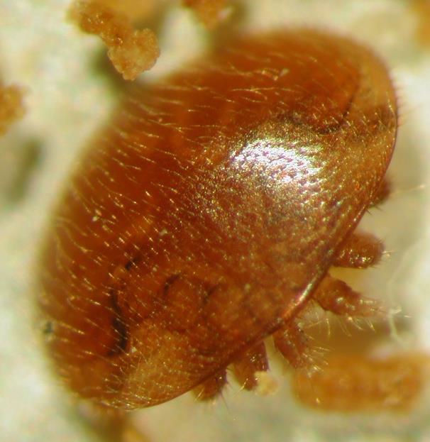 jacobsoni OUDEMANNS) Varroa-Weibchen Rückenansicht Bauchansicht
