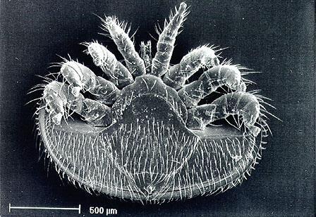 Aussehen Varroa-Weibchen: queroval, flach 1,1 x 1,6 mm groß erwachsene Milben rotbraun gefärbt, Larven weißlich