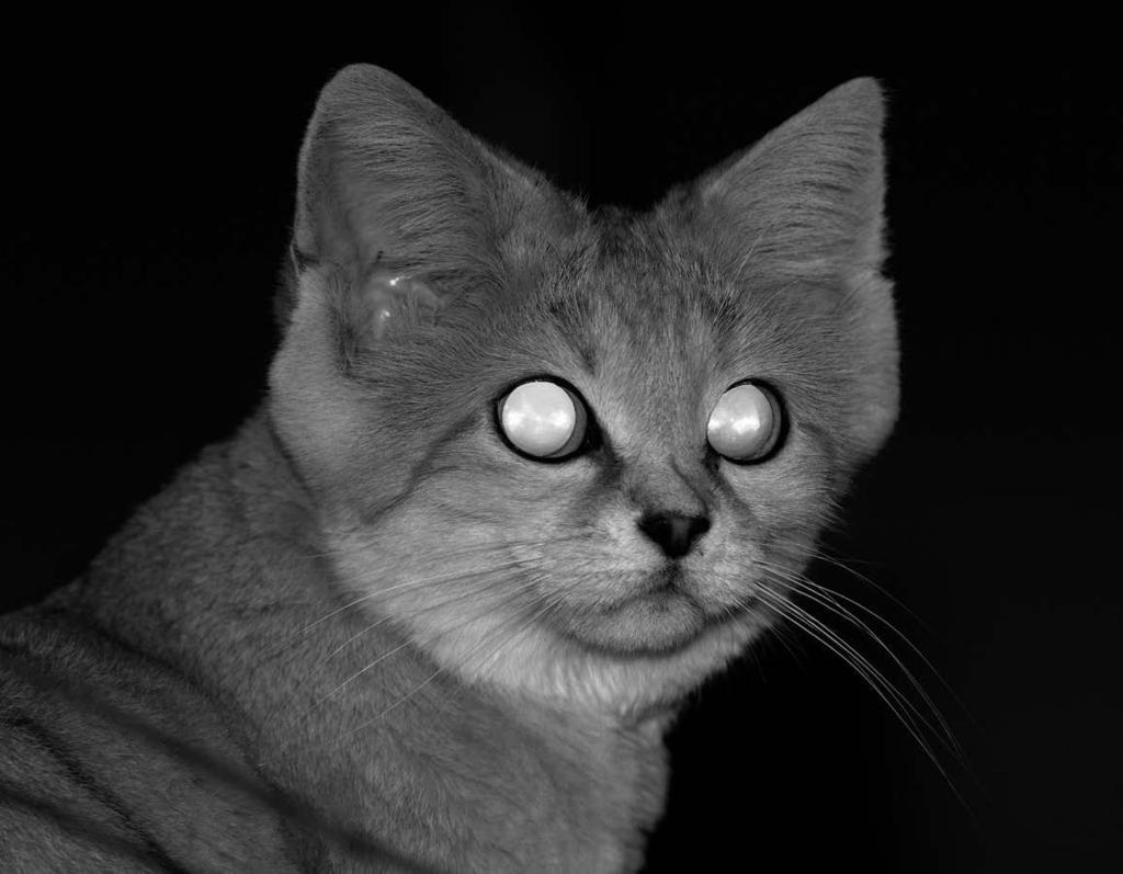 13. Prinzip und technische Anwendung eines Retro-Reflektors 1 von 18 Wie funktioniert ein Katzenauge?