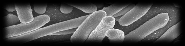 B a k t e r i e n & V i r e n V e r m e h r u n g 4 Bakterien - Vermehrung Bakterien vermehren sich, indem sie ihren Gen-Faden verdoppeln