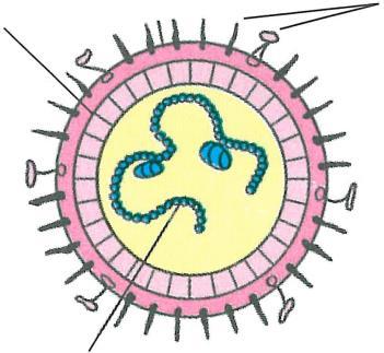 B a k t e r i e n & V i r e n V i r e n 5 Viren - Allgemeines Viren können sich Sie brauchen immer eine Viren gelten nicht
