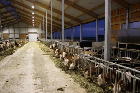 Gute Lichtbedingungen im Stall sind für Kühe wesentlich, beeinflussen deren Wohlbefinden und dadurch ihre Leistungsfähigkeit.