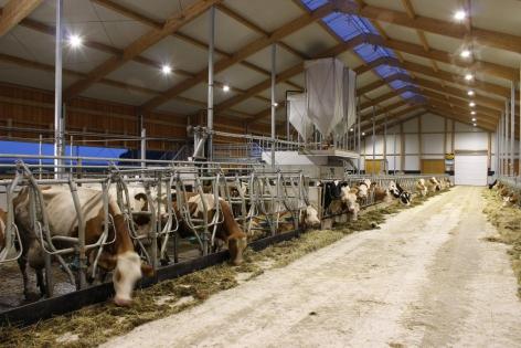 Studien zeigen, dass durch besseres Licht bei laktierenden Kühen eine erhöhte Aktivität und schnelleres in Brunst kommen beobachtet wurde.