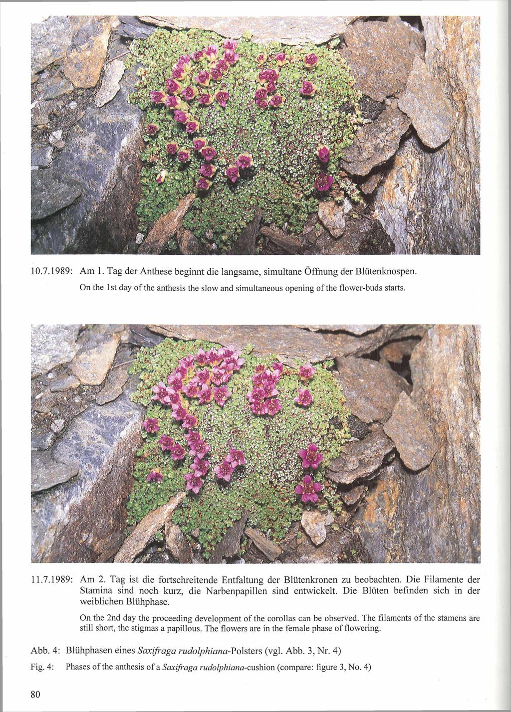 Nationalpark Hohe Tauern, download unter www.biologiezentrum.at 10.7.1989: Am 1. Tag der Anthese beginnt die langsame, simultane Öffnung der Blütenknospen.