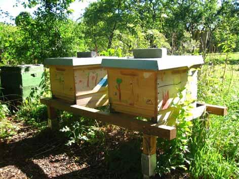 Station 18 Bienenstöcke Mehrere Bienenstöcke bieten Platz für 12 fleißige Bienenvölker.