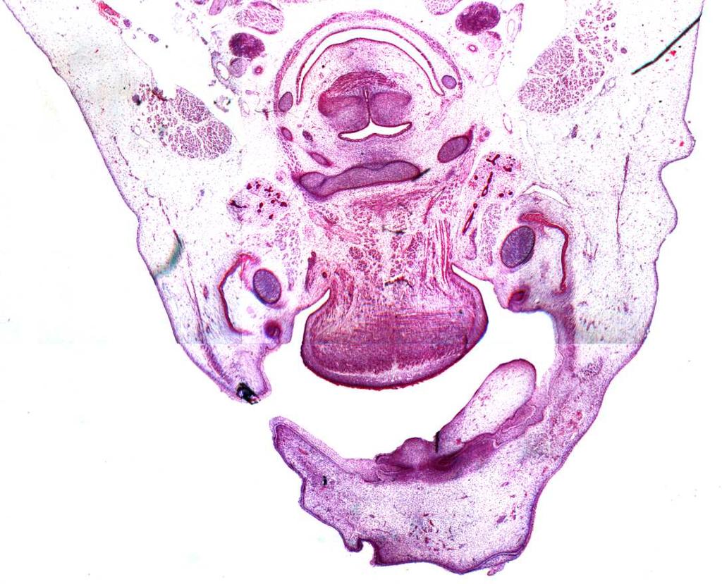 Der Corpus und die Cornua maiora ossis hyoidei liegen weiterhin als drei separate Knorpel vor, die wie das histologische Bild zeigt (Abb.