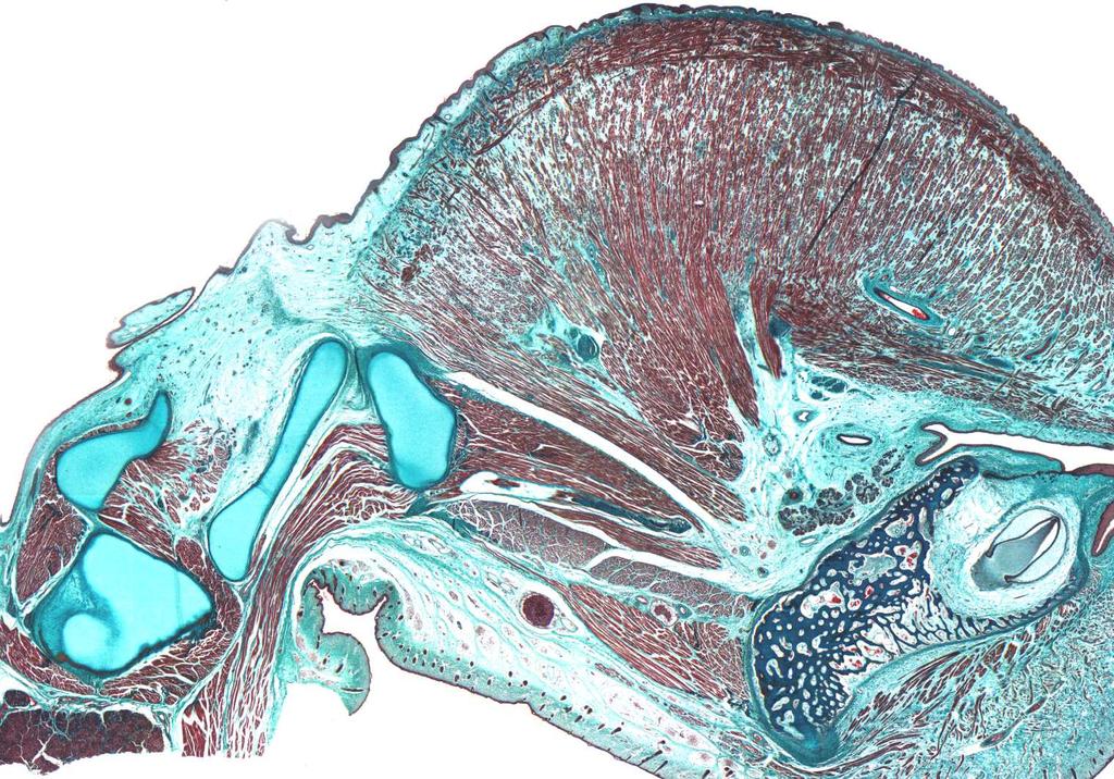 Woche (T26) Sagittalschnitt auf Höhe der Cornua maius und minus ossis hyoidei Trichrom-Färbung Darstellung der Cornua maius und minus sowie ihrer Umgebungsstrukturen Meckel scher Knorpel,, Larynx und