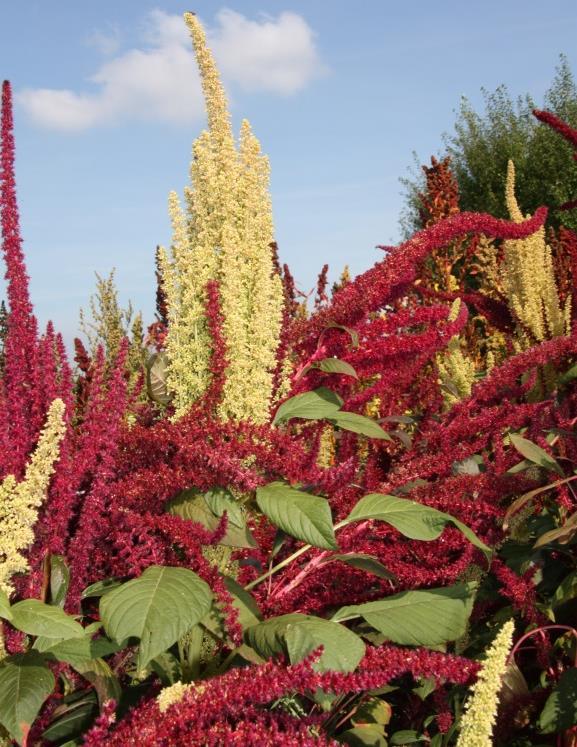 unterschiedliche Arten zur Nutzung möglich hohes Biomassepotenzial Jungpflanzen sind nicht kältetolerant Die farbenfrohen Blütenstände