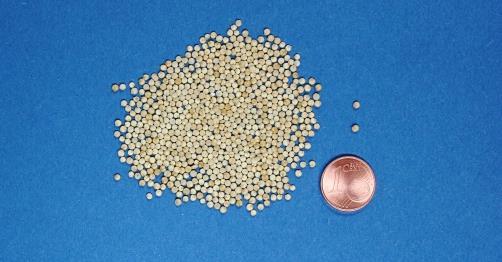 Bodengesundungsfrucht Bisher ist noch kein Saatgut verfügbar Als Feinsämerei ist Quinoa empfindlich bei Verschlämmung und Verkrustung zur Saat Quinoa-Jungpflanze Die Rispenfarbe weist ähnlich