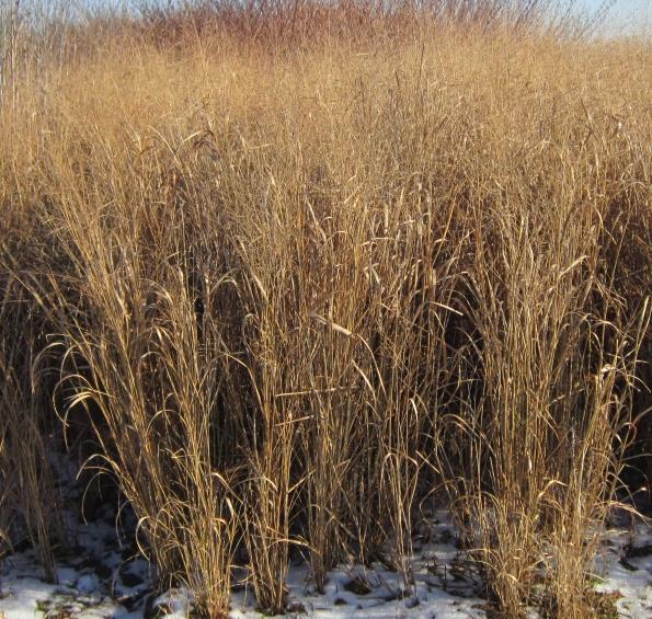 Switchgrass unter geeigneten Klimabedingungen stattliche Erträge (80 160 dt TM/ha), die je nach Sorte entweder für die Biogaserzeugung oder als Brennstoff verwendet werden.