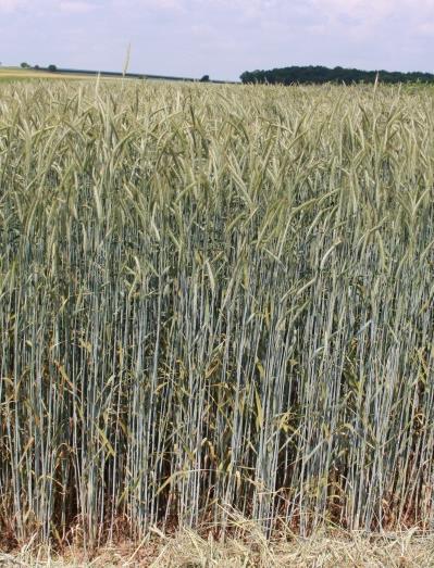 Energiepflanzen für die Biogaserzeugung 5 Winterroggen (Secale cereale) Vielseitig verwendbare Getreideart Robust und ertragssicher auch auf sandigen Böden und kälteren Standorten Variabel und