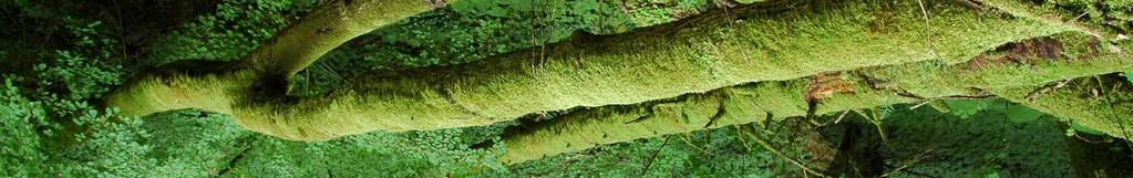 Abbildung 5: Sowohl liegendes wie stehendes Totholz kommt in Waldreservaten deutlich häufiger vor als im Wirtschaftswald. Totes Laubholz gibt es fast nur in Waldreservaten.