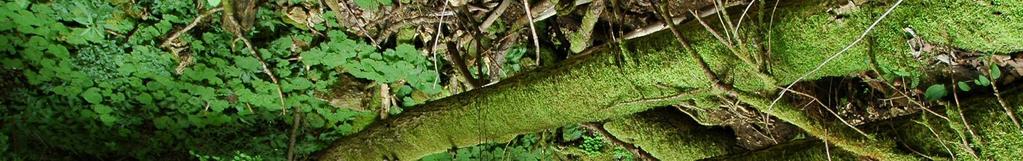 Die Untersuchung zeigt, dass sich die Aargauer Naturwaldreservate und Altholzinseln wie beabsichtigt entwickeln und als wertvolle Lebensräume für Arten dienen, welche auf Totholz in verschiedenen