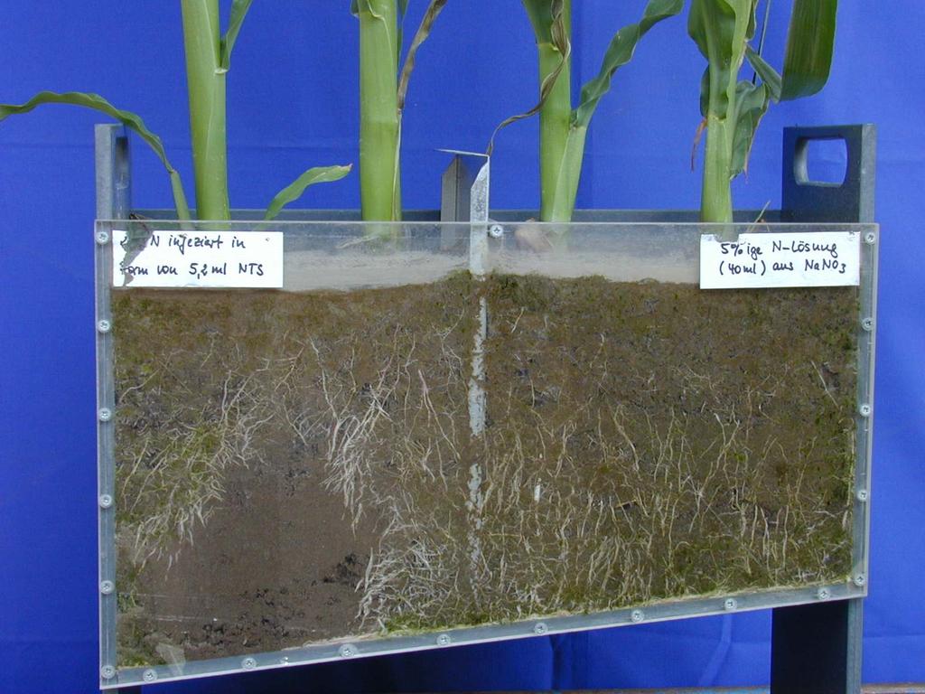 Wurzelentwicklung von Mais mit platzierter (links)