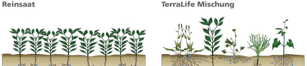 TerraLife SolaRigol TR *** TerraLife