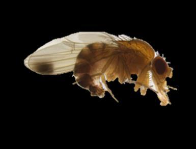 Die Kirschessigfliege (Drosophila suzukii) Verbreitung weltweit (Stand: 215) nachgewiesen: Ostasiatischer