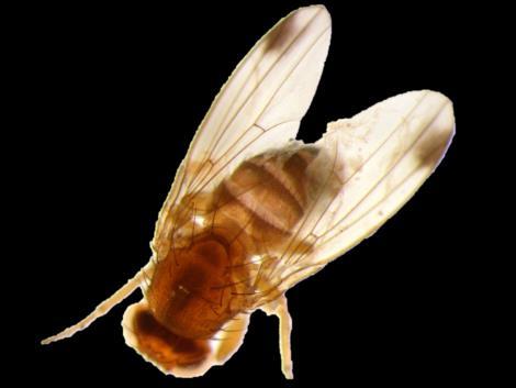 Die Kirschessigfliege (Drosophila suzukii) Besiedlung Europas durch die Kirschessigfliege