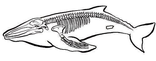 10 von 24 Körperbau, Lebensweise und Gefährdung der Wale (Klasse 5/6) Tiere Beitrag 13 III M 3 Station 1: Wale Säugetiere der Ozeane Lest euch den Info-Text zu Station 1 durch.